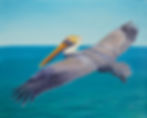 Pelican in Flight