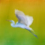 Egret in Flight