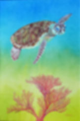 Seaturtle and Red Sea Fan