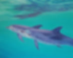 Spotted dolphins