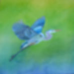 Blue Heron in Flight