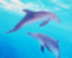 Young Spotted Dolphins