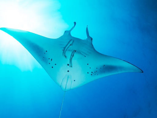 SSI vs ISC Open Water Diver (ISO 24801-2) Course: A Side-by-Side Comparison