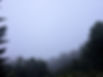 mistyforest1.jpg