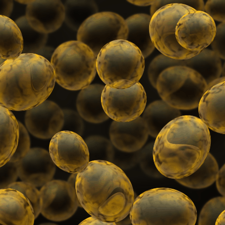 Allgemein über die Hefe von Yarrowia
