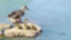 Ducks