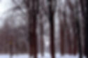 In the Woods