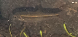 DSC_1385.JPG