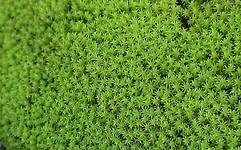 c0042153_20115020.jpg
