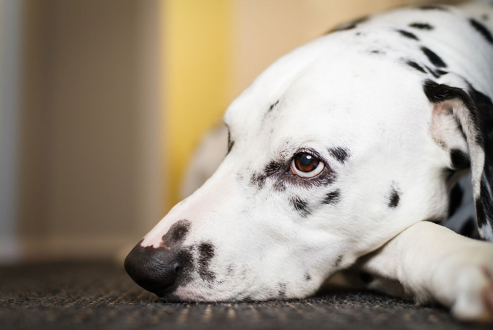 Köpek iç çekmesi ne anlama gelir