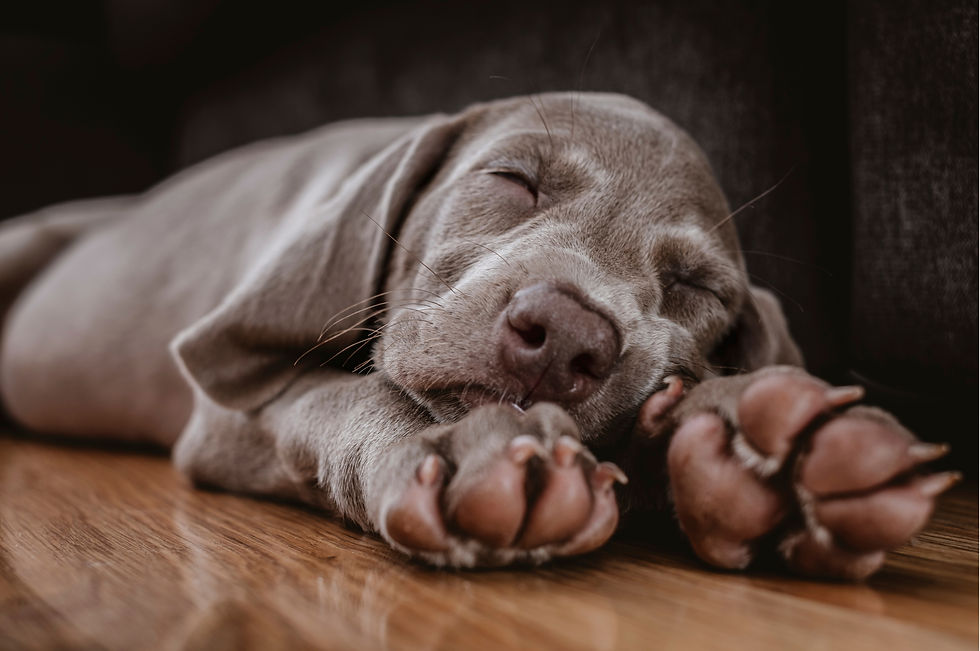 Köpeklerin İç Çekmesinin Nedenleri