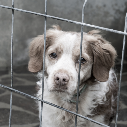 Hayvanları Koruma Kanunundaki Değişiklikler Neden Geri Çekilmeli?(2): Kanun Maddeleri Yönünden İnceleme