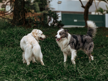 Köpekler Ne Zaman Kısırlaştırılmalı? Veriye Dayalı Bir Risk-Getiri Analizi