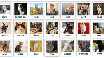 Neden Pitho Bir "Kedi ve Köpek Vitamini" Markasından Çok Daha Fazlası?