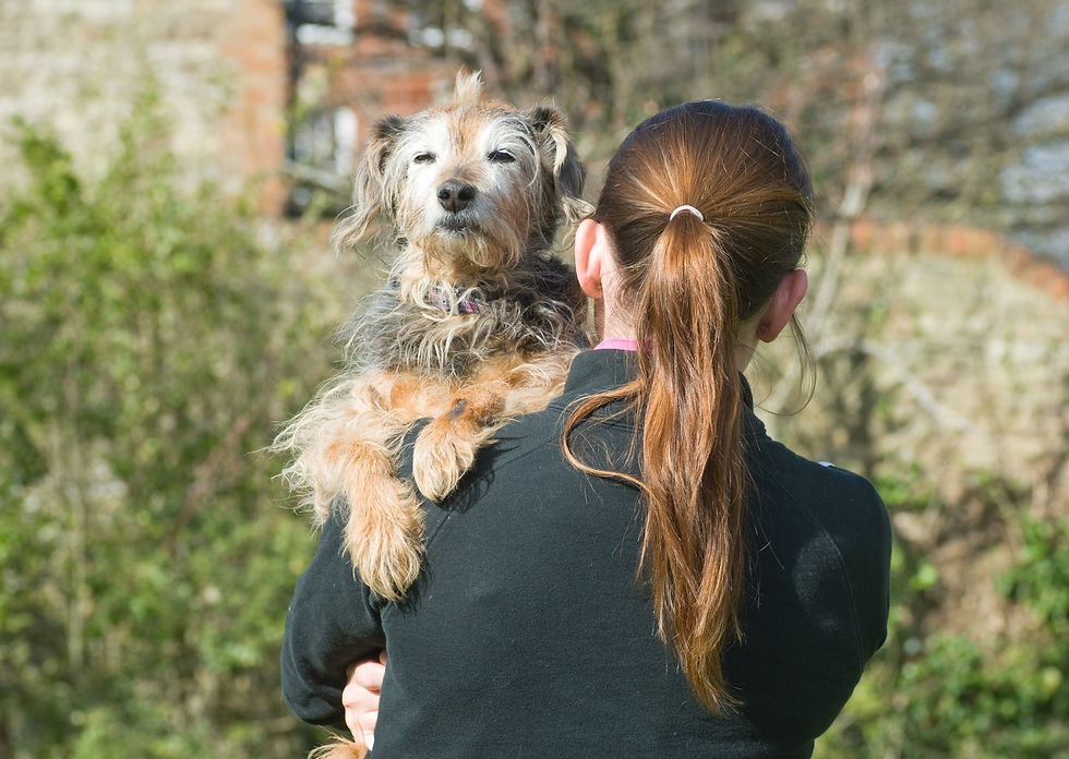 Köpeklerde iç çekme nedenleri