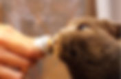 Kedi Maltlarında Malt Oranı Kaç Olmalı? Yüksek Malt Oranı Kediler İçin Zararlı mı? Tüy Yumağı Yönetiminde Şeker Yükü ve Lif Analizi