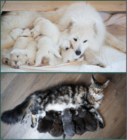 Anne kedi ve yavruları anne köpek ve yavruları