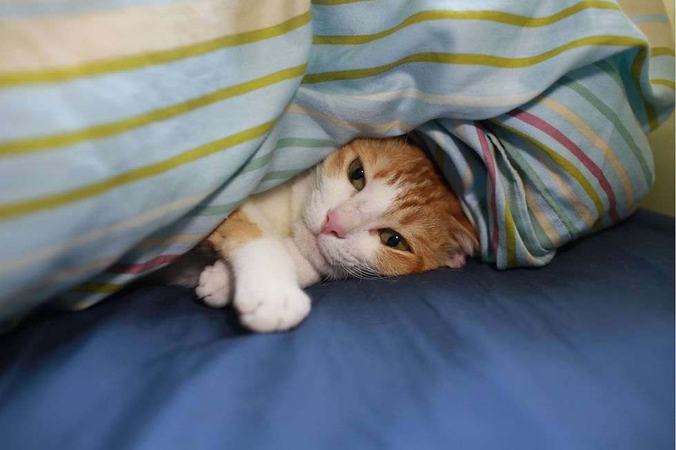 Yalnız Kalmış Kedi