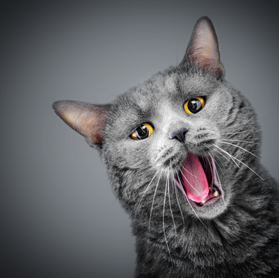 Kedilerde Bıyık Stresi (!)