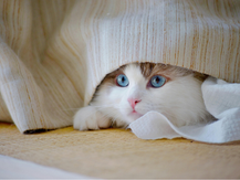 Kedilerde Stresin Neden Olduğu Hastalıklar: 11 Gizli Tehlike