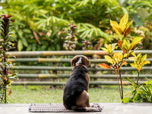 Köpekler İçin Zehirli Bitkiler Ormana Bakan Köpek
