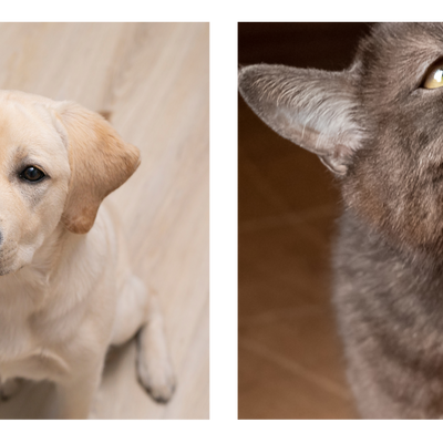 Hayvanlara Zarar Verdiği Halde Bazı Veteriner Hekimlerce Kullandırılan Parazit İlaçları