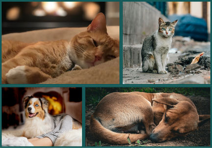 Kediler ve Köpekler İçin Kapsamlı Kış Rehberi: Soğuklar Gelmeden Alınacak 20 Önlem