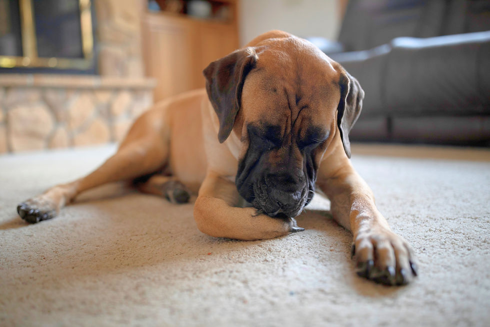 Köpeklerde Geçmeyen Kaşıntı ve Eklem Ağrılarının Moleküler Sebebi: Kronik İnflamasyon, Hücresel Yaşlanma ve Longevity