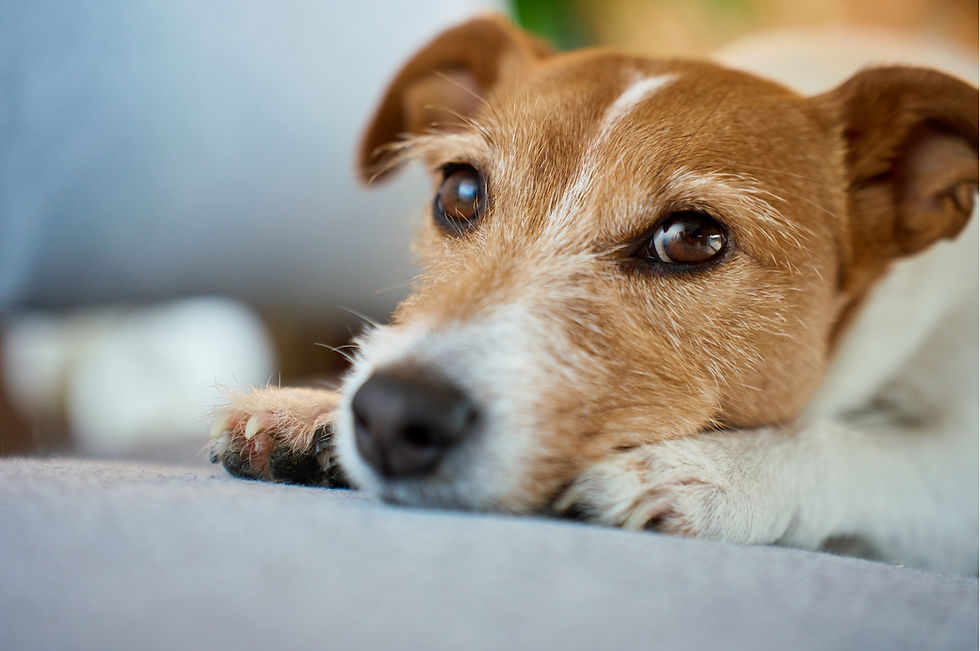 Köpeklerde iç çekme nedenleri