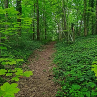 Un chemin en forêt