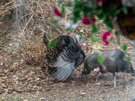 Don't Let Your Feathers Get All Ruffled Up!