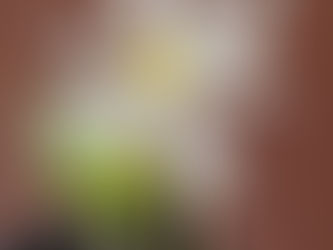 Let's Start Gardening!