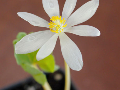 Let's Start Gardening!