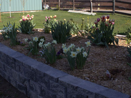 Your Secret to a Spectacular Spring Garden: It's Time to Plant Fall Bulbs!