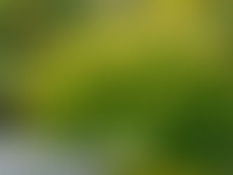 Why is Aaralia cordata Sun King the Perennial Plant of the year for 2020?