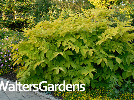 Why is Aaralia cordata Sun King the Perennial Plant of the year for 2020?