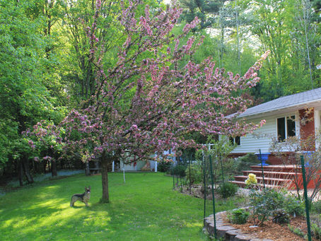 Don't Let The Corona Virus Cramp Your Spring Gardening