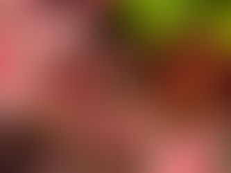 Time to order plants for spring