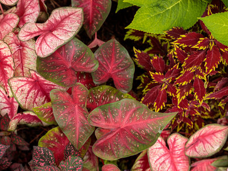 Time to order plants for spring