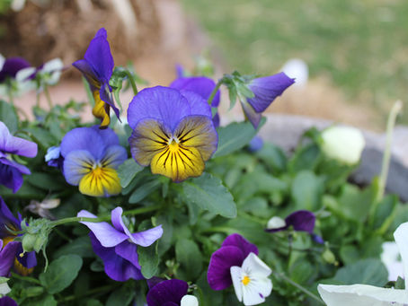 To Plant A Garden Is To Believe In Tomorrow