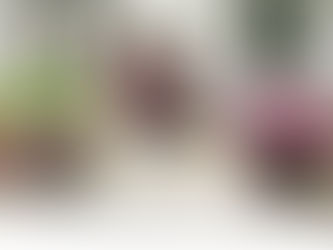 2020 The Gardener's Idea Book Provided by: The Plant Connection, LLC