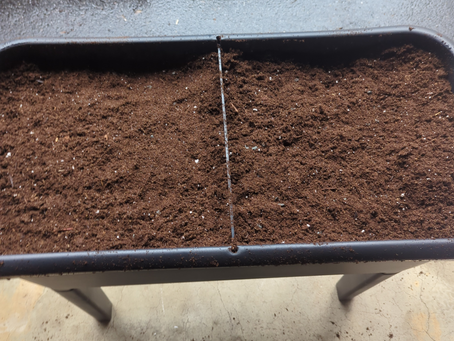 Planting Saffron Crocus in Containers: A Little Fall Project