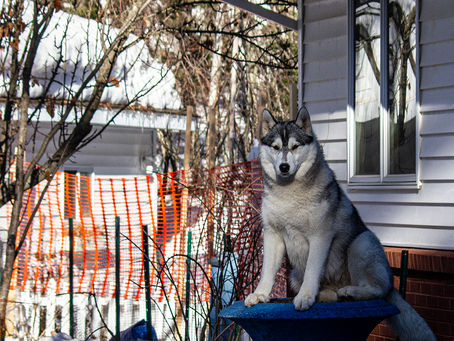 Week 2 - Eliza's Garden Plans