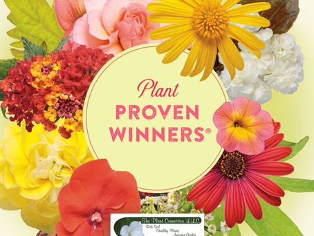 Plant Proven Winners plants from The Plant Connection, LLC