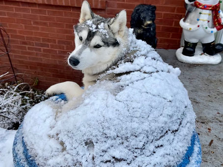 Eliza Will Not Give Up