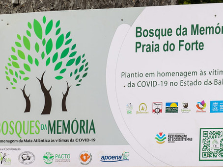 Bosque da Memória Praia do Forte Realiza mais um plantio
