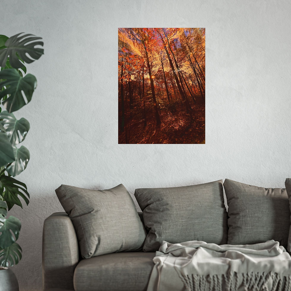 Thumbnail: Fall Forest Trees - Fine Art Print