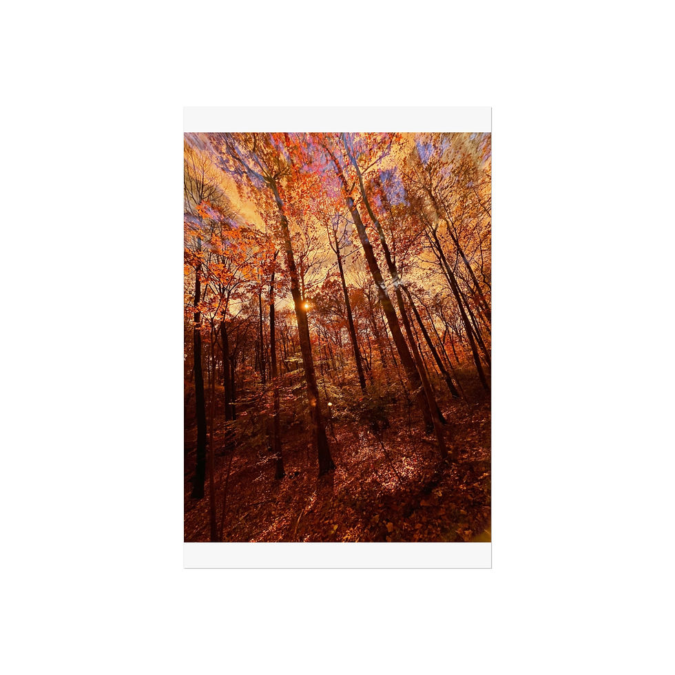 Thumbnail: Fall Forest Trees - Fine Art Print