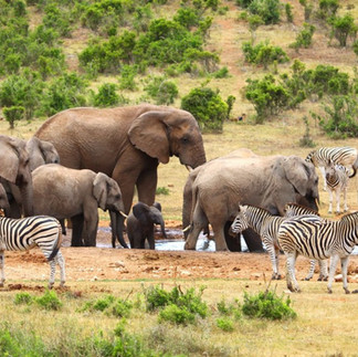 Addo Elephant Park