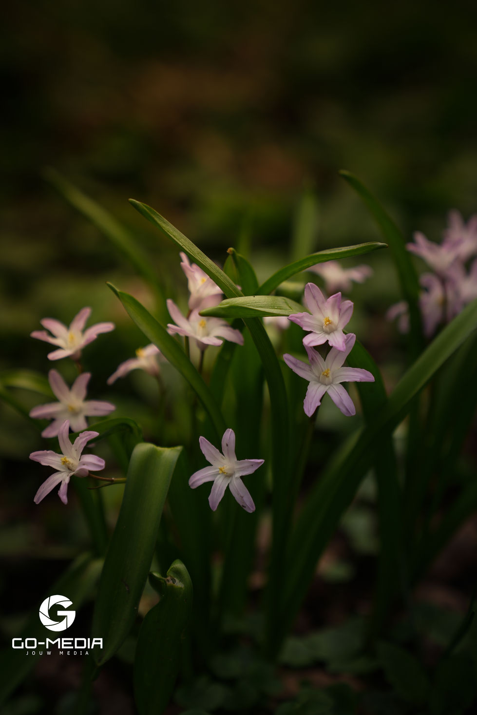 foto's dieren-bloemen 17 mar-00036